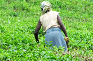 Women work in the fields, removing the many weeds with machetes.