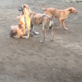 Dogs of El Piscacho